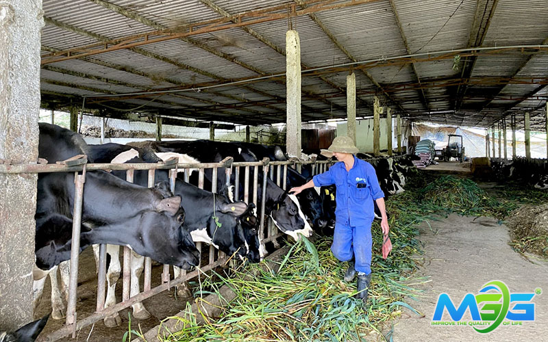 Nước thải chăn nuôi bò  có nhiều đặc trưng nổi bật