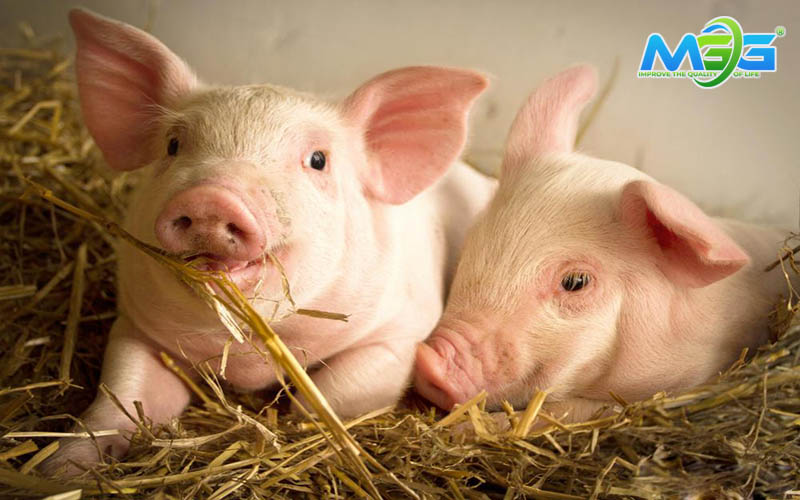 Nguồn nước thải chăn nuôi lợn cần được xử lý theo đúng quy trình trước khi xả thải ra môi trường